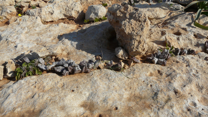 Apteranthes (=Caralluma) europaea / Fior di Tigre